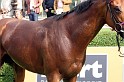 Ascot Renntag09   037